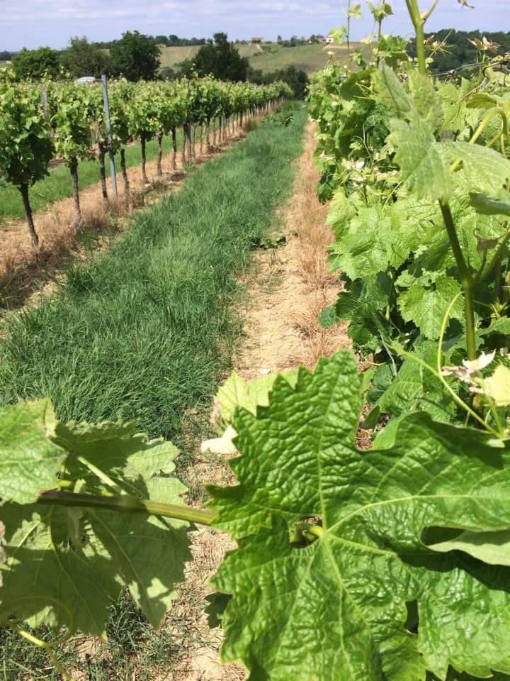 Levage et relevage de la vigne dans le libournais