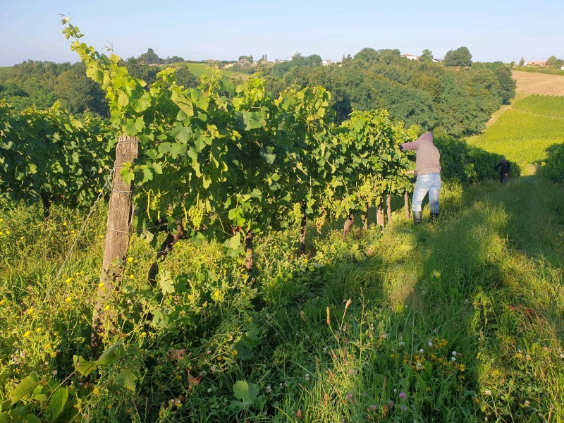 Effeuillage de la vigne Pian sur Garonne