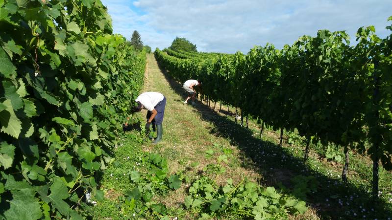 Epamprage de pieds de vignes dans le medoc