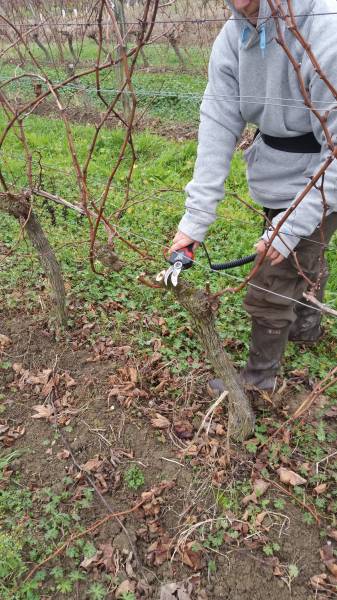 Taille et descente de bois en Gironde