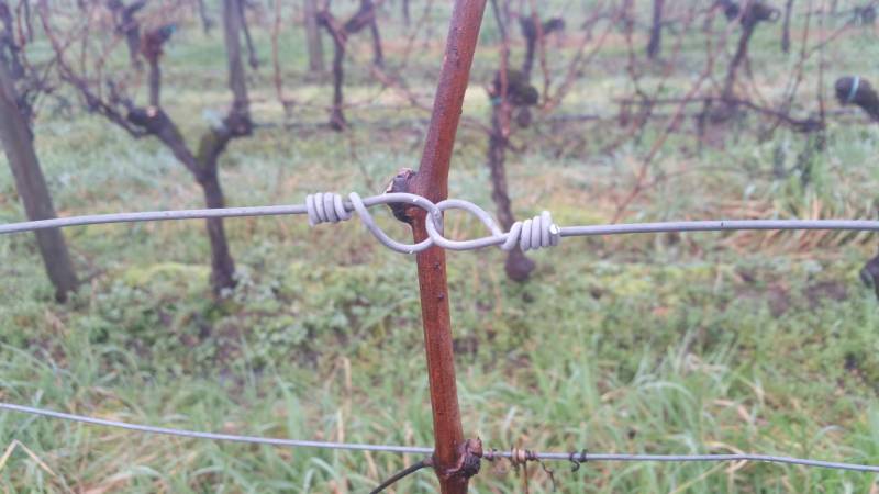 Sécaillage de la vigne dans l'entre deux mers