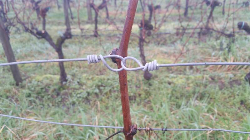 réparation des fils coupé travaux viticole en Gironde