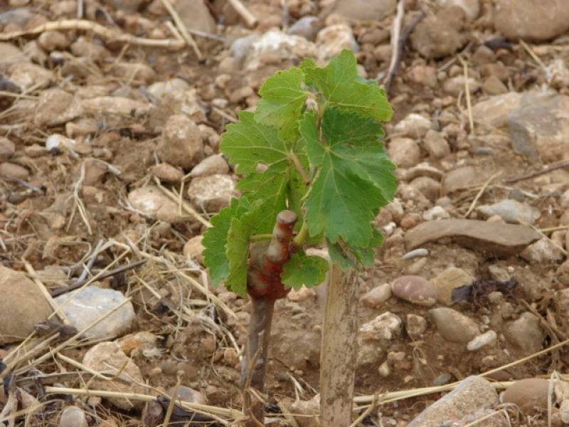 Plant de vigne en GIRONDE