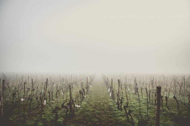 Trouver une entreprise d'ouvriers viticoles pour la taille de la vigne à Langon