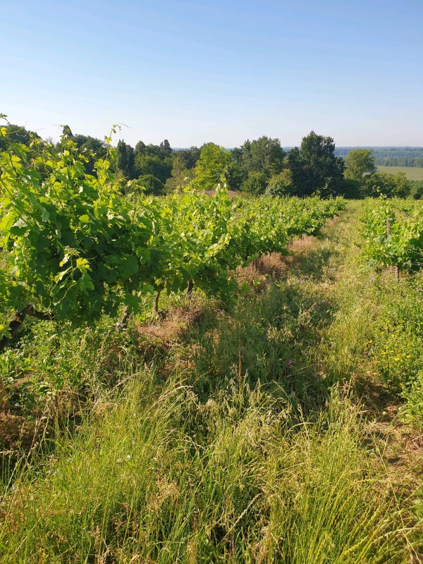 Levage de la vigne a Langon