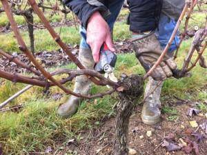 Ttaille de la vigne dans les graves en gironde