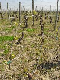 Pliage de la vigne EN GIRONDE