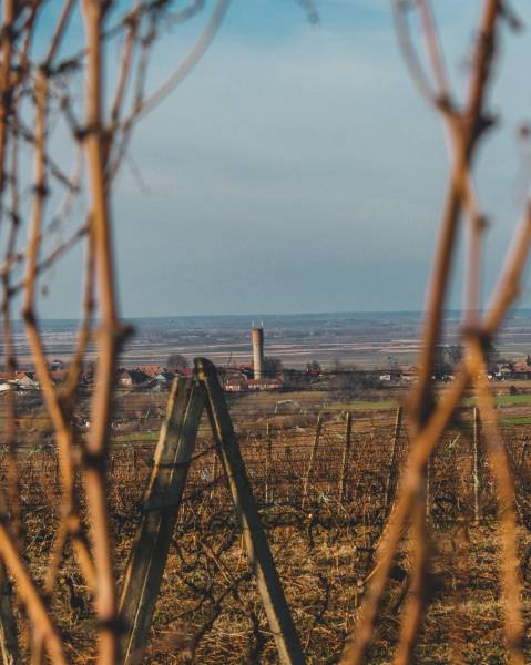 Entreprise de travaux viticoles pour la taille et la descente de bois de vigne en Entre Deux Mers