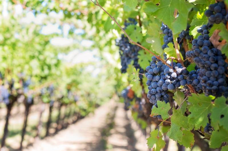 Personnel agricole qualifié pour les vendanges 2022