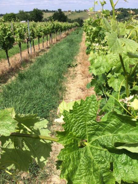 Levage et Relevage de la vigne en Gironde