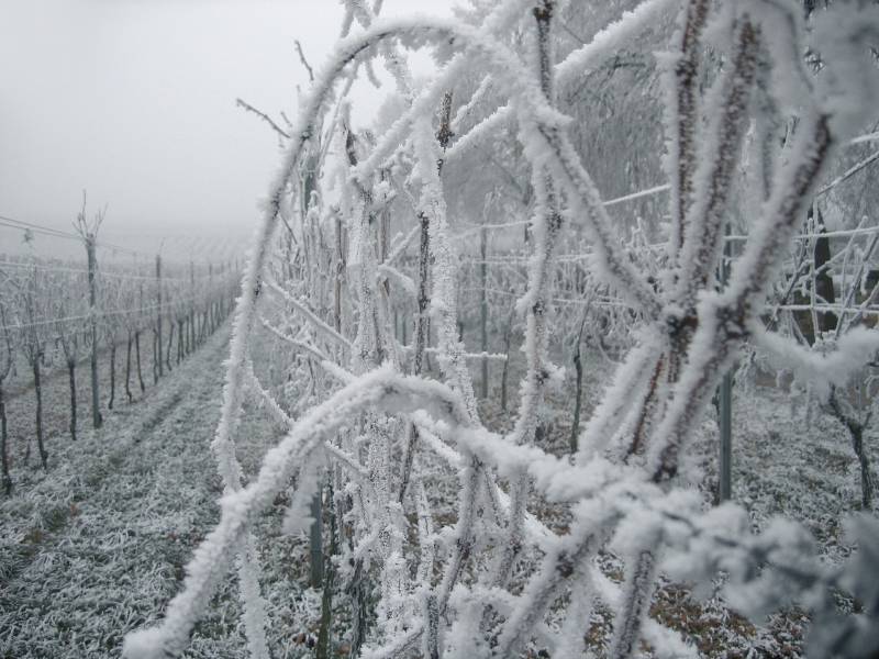 Trouver une entreprise pour le pliage de la vigne à Sauveterre de Guyenne